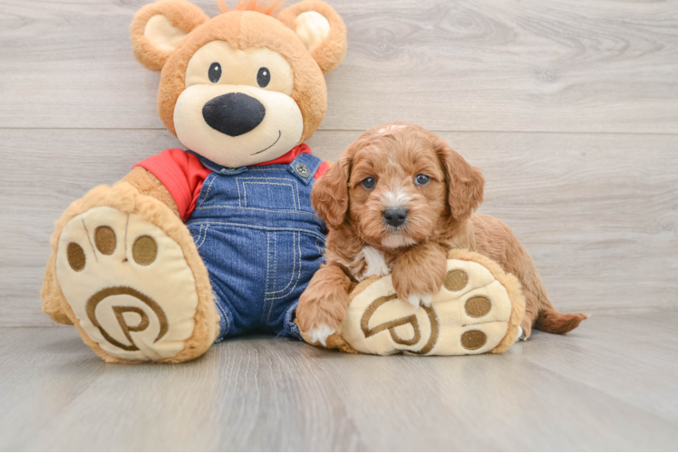 Funny Mini Goldendoodle Poodle Mix Pup