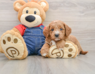 7 week old Mini Goldendoodle Puppy For Sale - Premier Pups