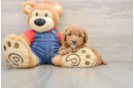 Playful Mini Groodle Poodle Mix Puppy