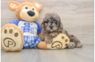 Fluffy Mini Goldendoodle Poodle Mix Pup