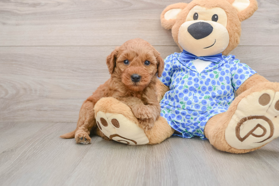 Cute Mini Goldendoodle Baby