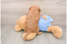 Best Mini Goldendoodle Baby