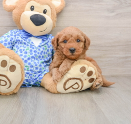 7 week old Mini Goldendoodle Puppy For Sale - Premier Pups