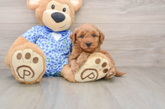 Mini Goldendoodle Pup Being Cute