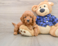 8 week old Mini Goldendoodle Puppy For Sale - Premier Pups