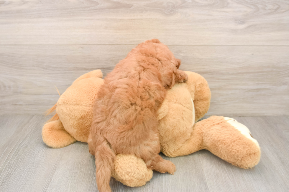 Friendly Mini Goldendoodle Baby