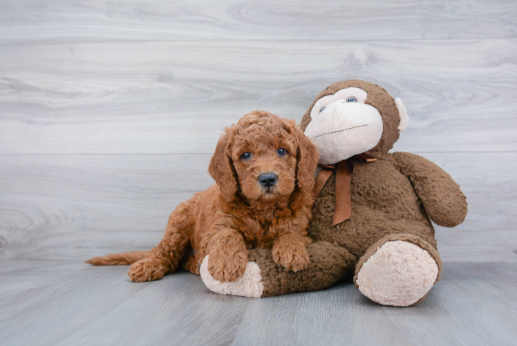 Mini Goldendoodle Pup Being Cute