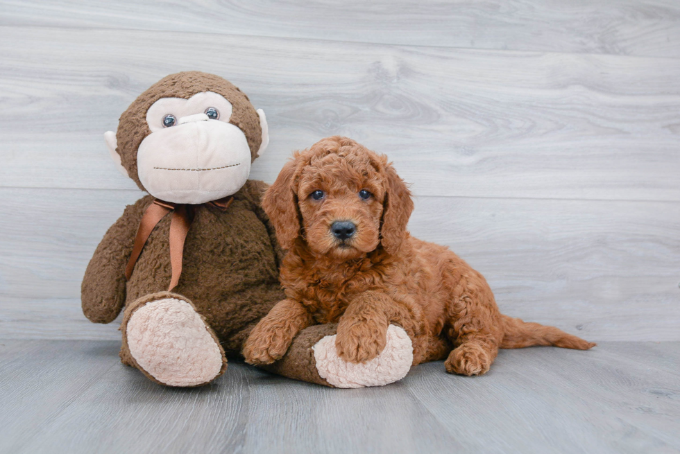 Funny Mini Goldendoodle Poodle Mix Pup