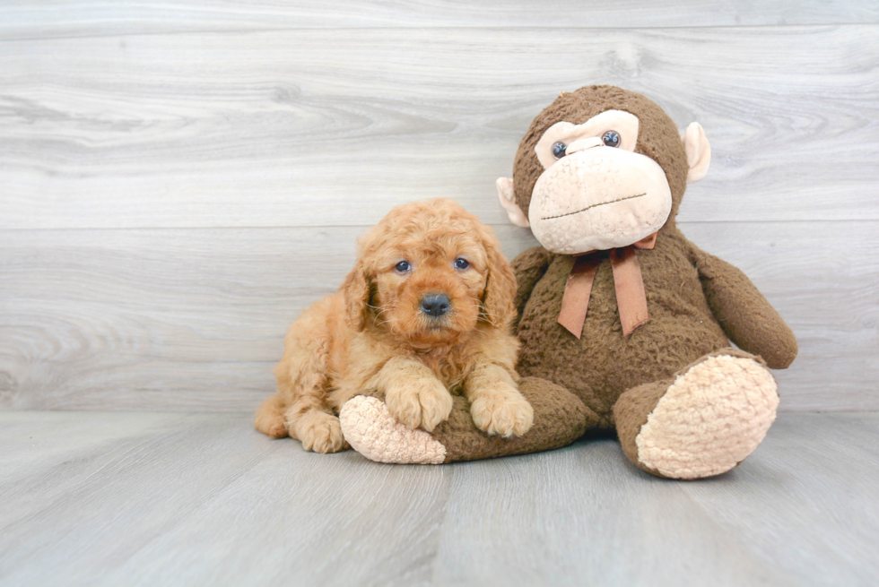 Mini Goldendoodle Puppy for Adoption