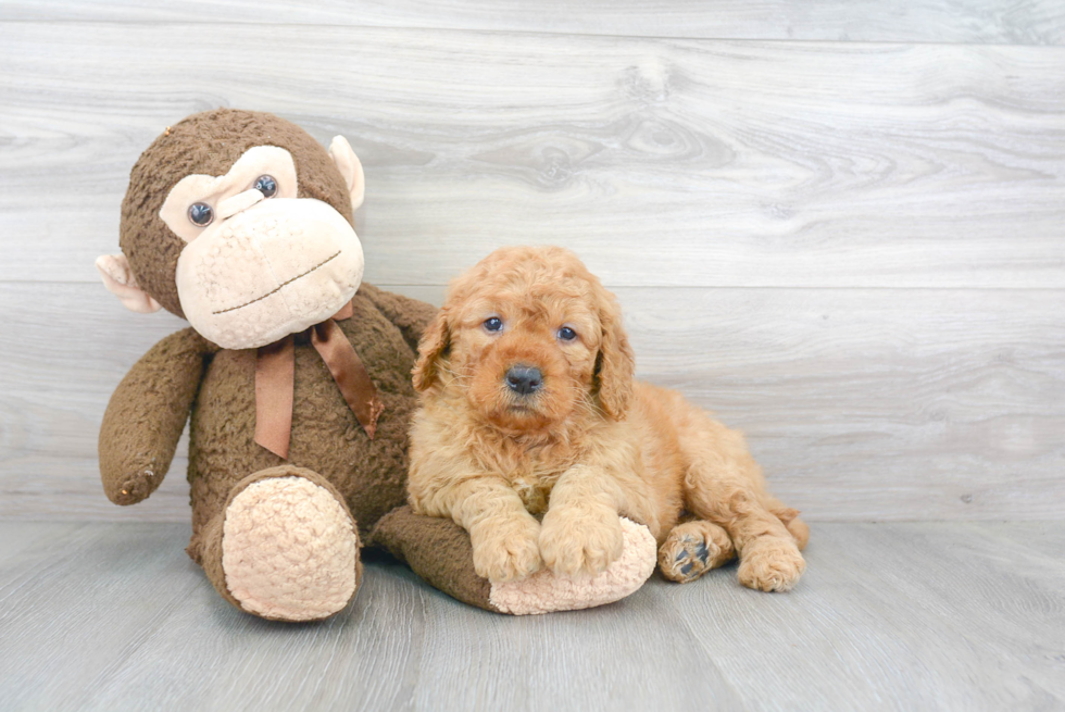 Best Mini Goldendoodle Baby