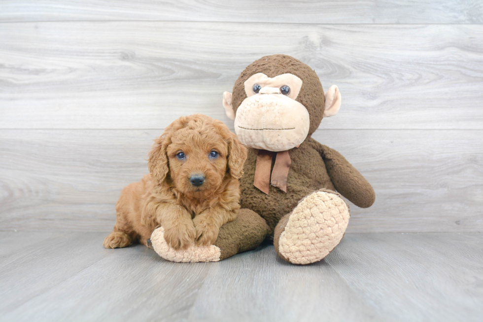 Best Mini Goldendoodle Baby