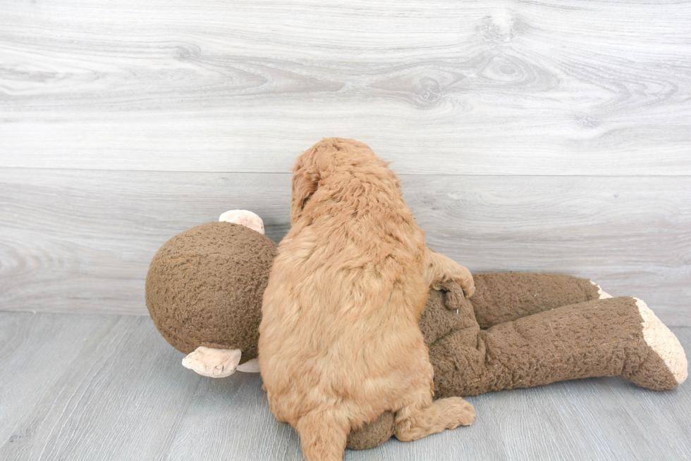 Small Mini Goldendoodle Baby