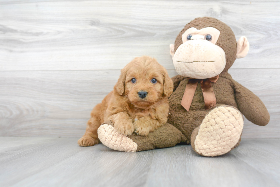 Smart Mini Goldendoodle Poodle Mix Pup