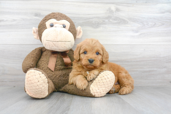 Mini Goldendoodle Puppy for Adoption