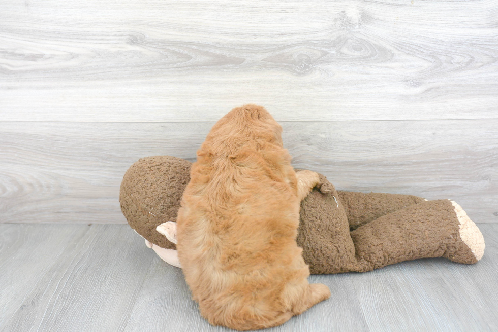 Playful Golden Retriever Poodle Mix Puppy