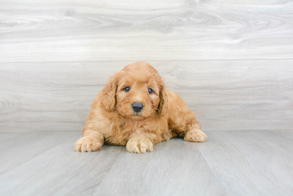 Mini Goldendoodle Puppy for Adoption