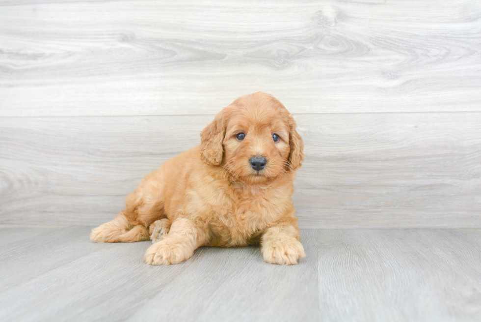 Fluffy Mini Goldendoodle Poodle Mix Pup