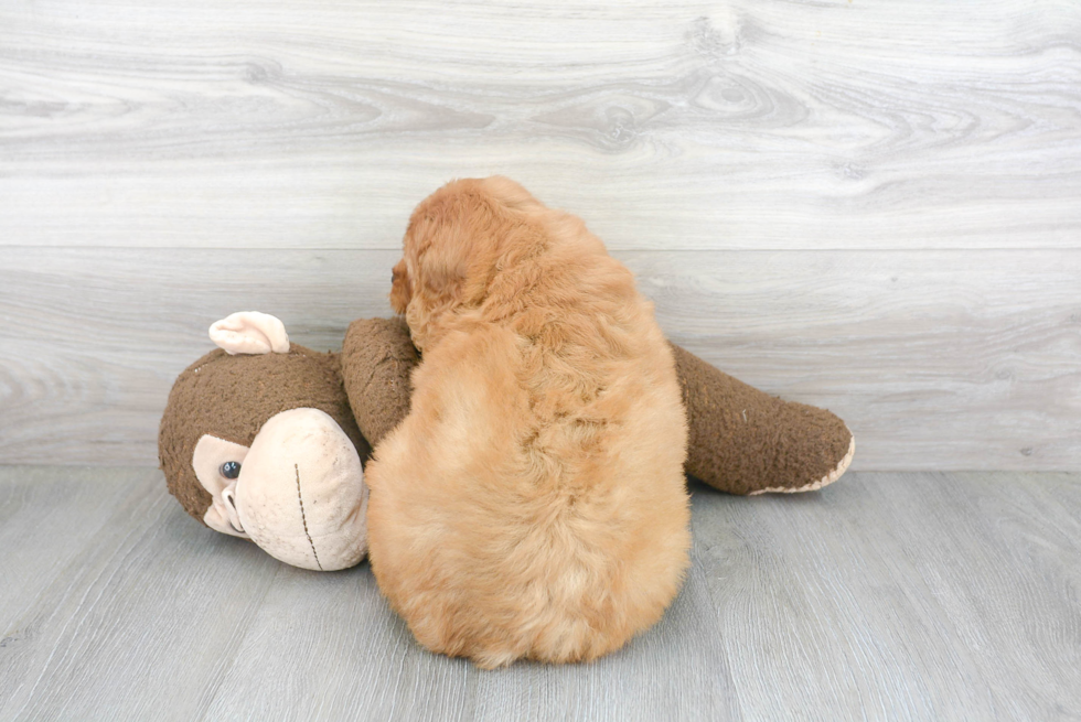 Mini Goldendoodle Puppy for Adoption