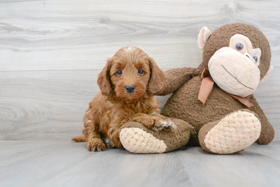 Mini Goldendoodle Puppy for Adoption