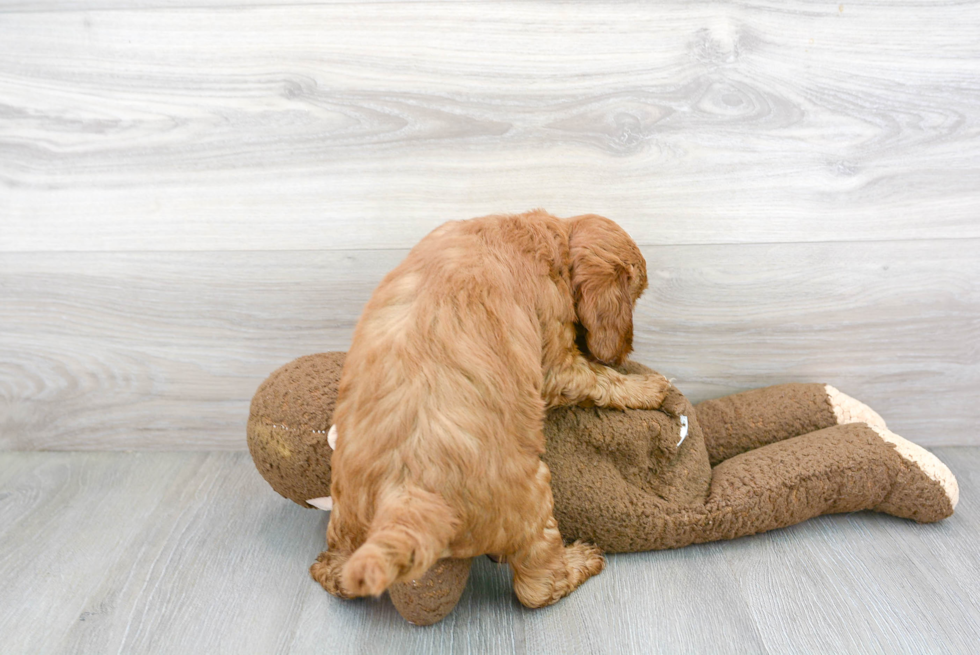 Mini Goldendoodle Puppy for Adoption