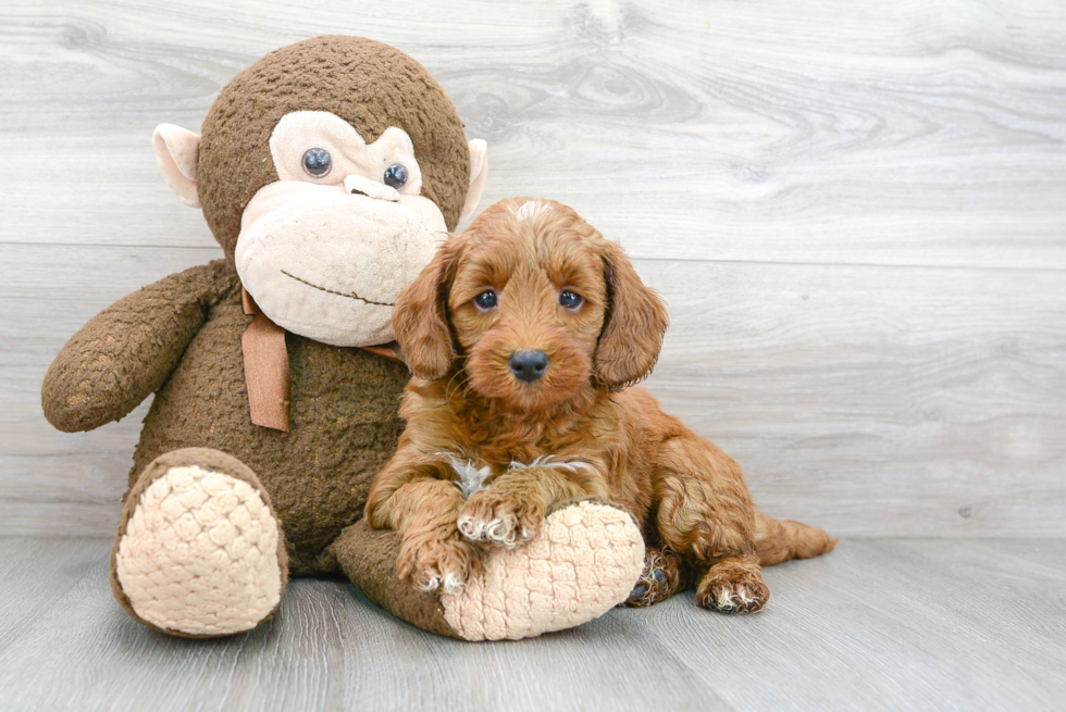 Friendly Mini Goldendoodle Baby