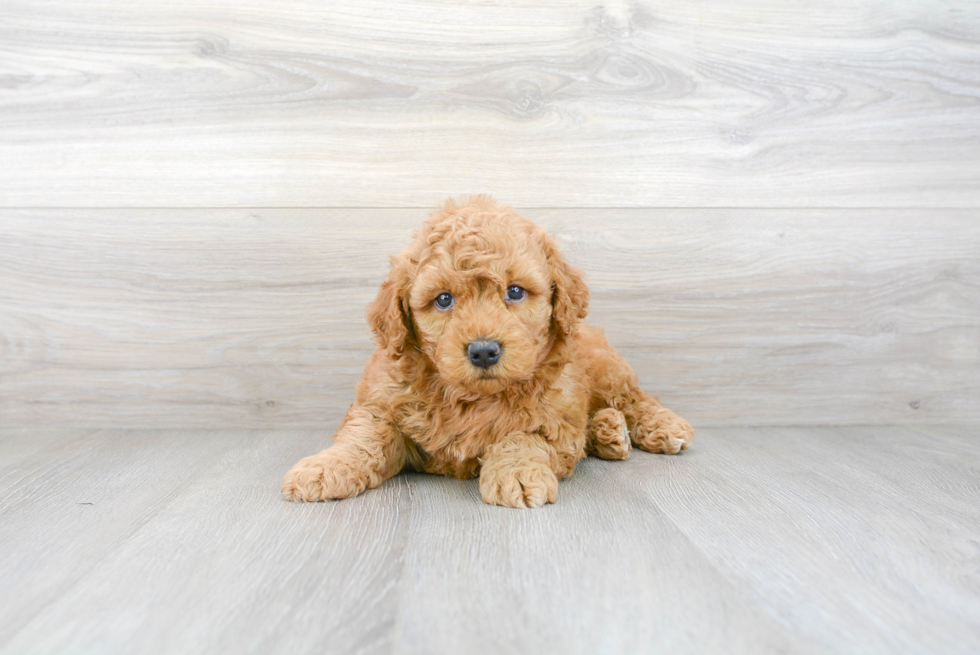 Funny Mini Goldendoodle Poodle Mix Pup