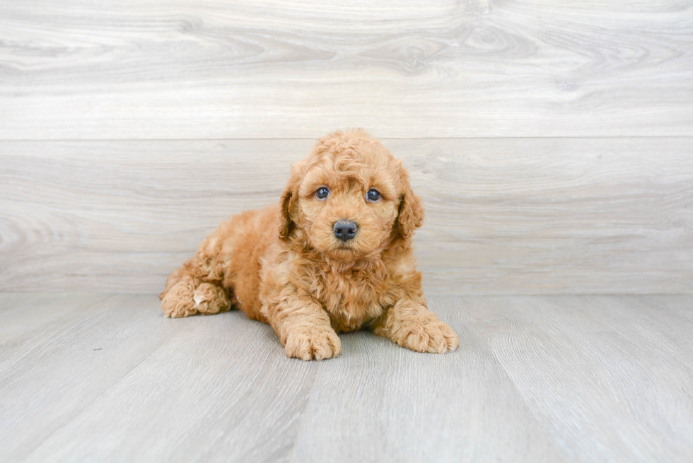 Best Mini Goldendoodle Baby