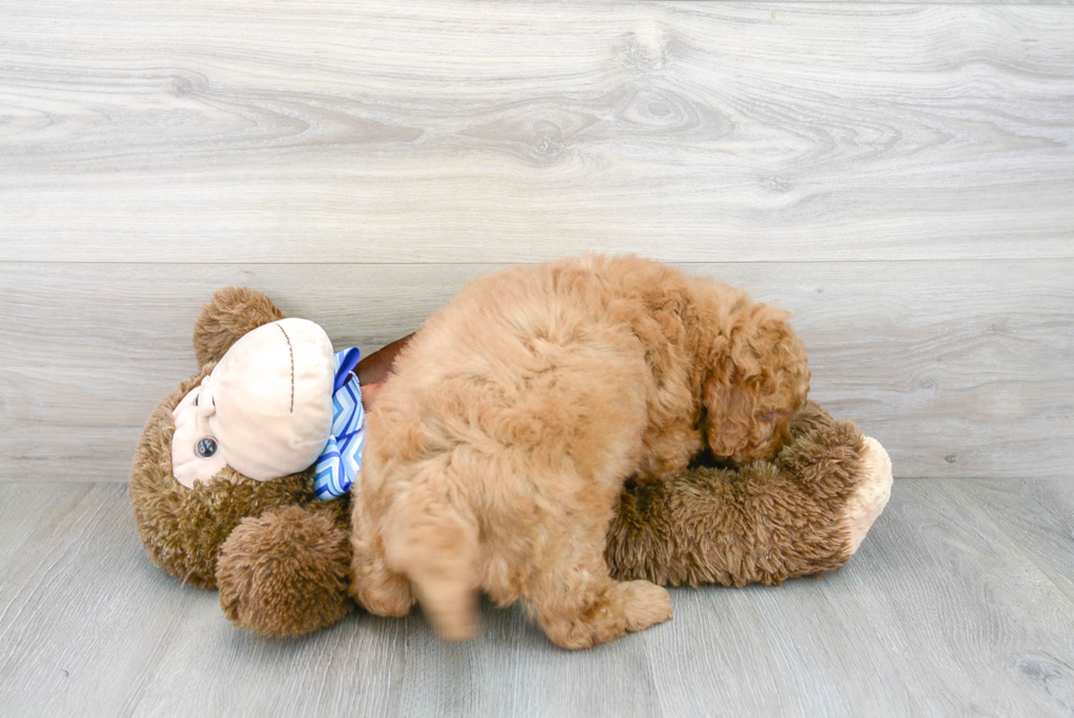 Mini Goldendoodle Pup Being Cute