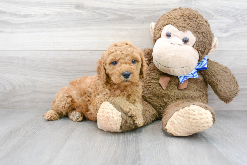 Mini Goldendoodle Puppy for Adoption