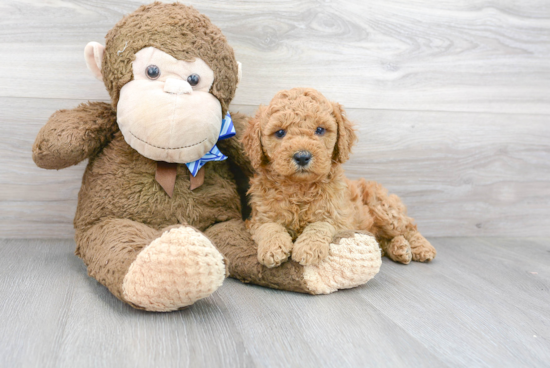 Energetic Golden Retriever Poodle Mix Puppy