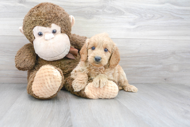 Fluffy Mini Goldendoodle Poodle Mix Pup