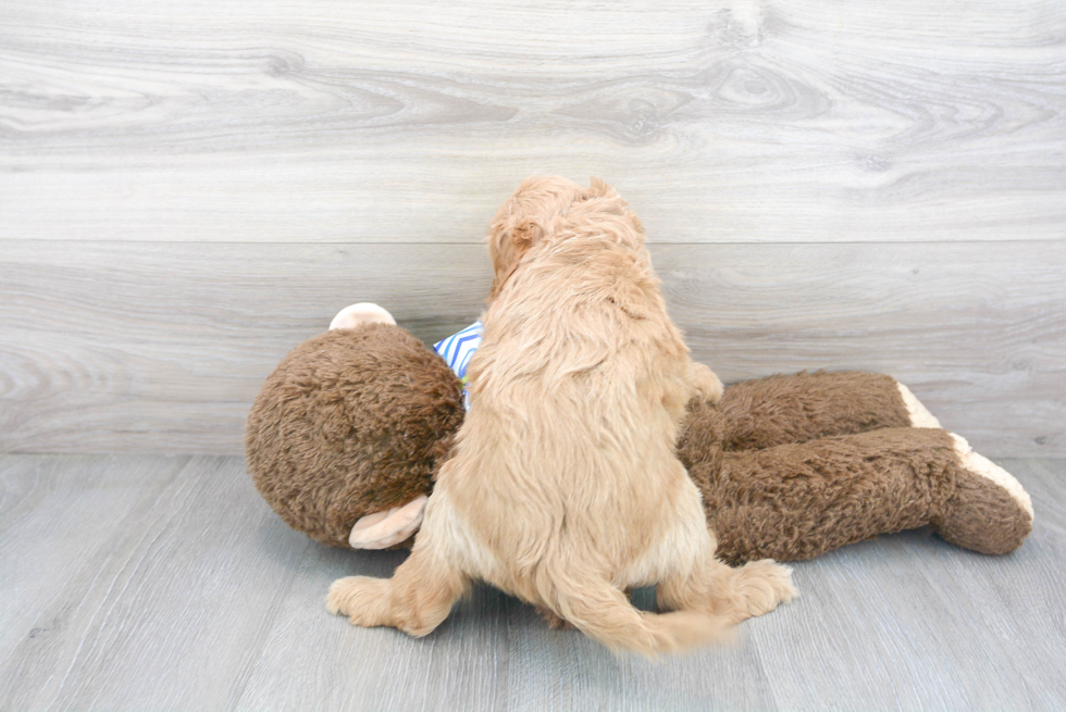 Fluffy Mini Goldendoodle Poodle Mix Pup