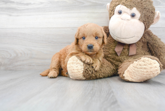 Popular Mini Goldendoodle Poodle Mix Pup