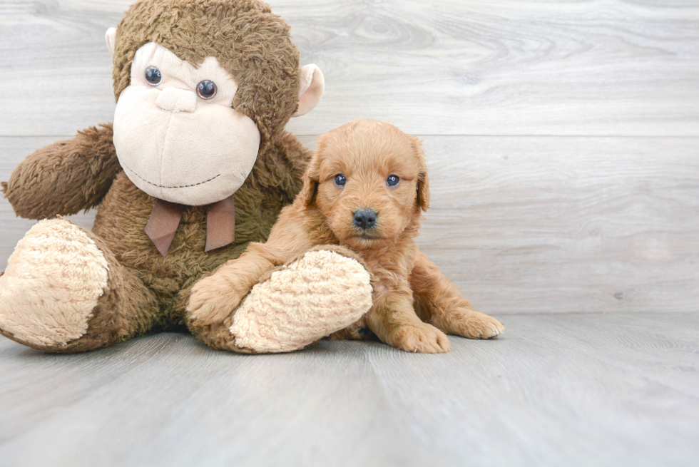 Mini Goldendoodle Puppy for Adoption