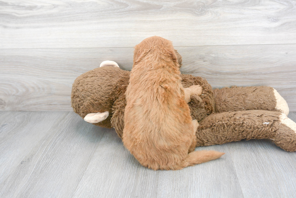 Energetic Golden Retriever Poodle Mix Puppy