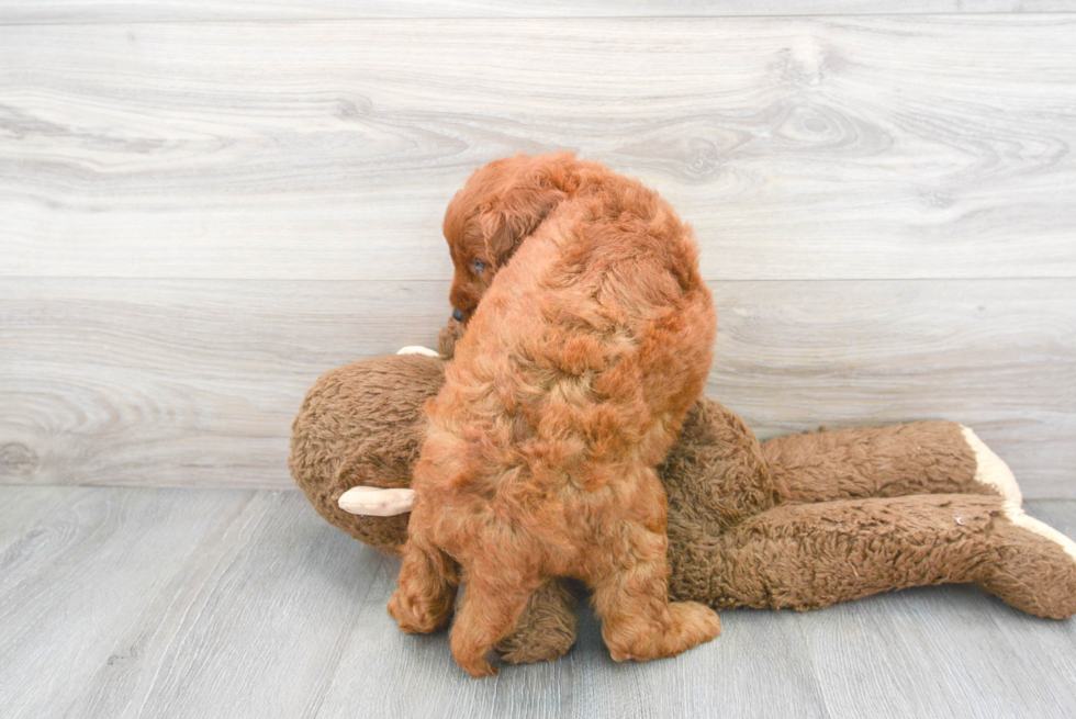 Best Mini Goldendoodle Baby