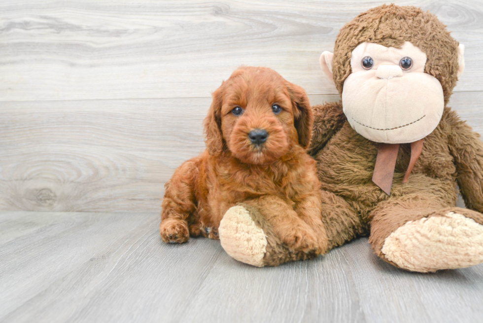 Mini Goldendoodle Pup Being Cute