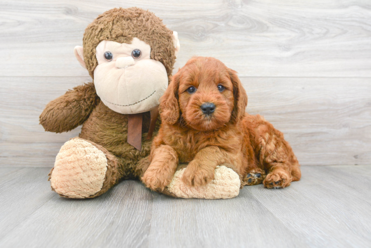 Mini Goldendoodle Puppy for Adoption