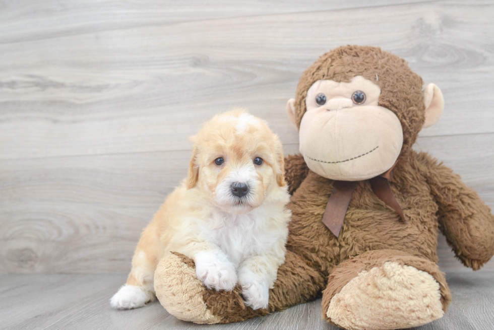 Mini Goldendoodle Puppy for Adoption