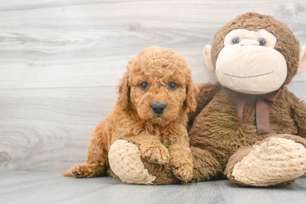 Best Mini Goldendoodle Baby