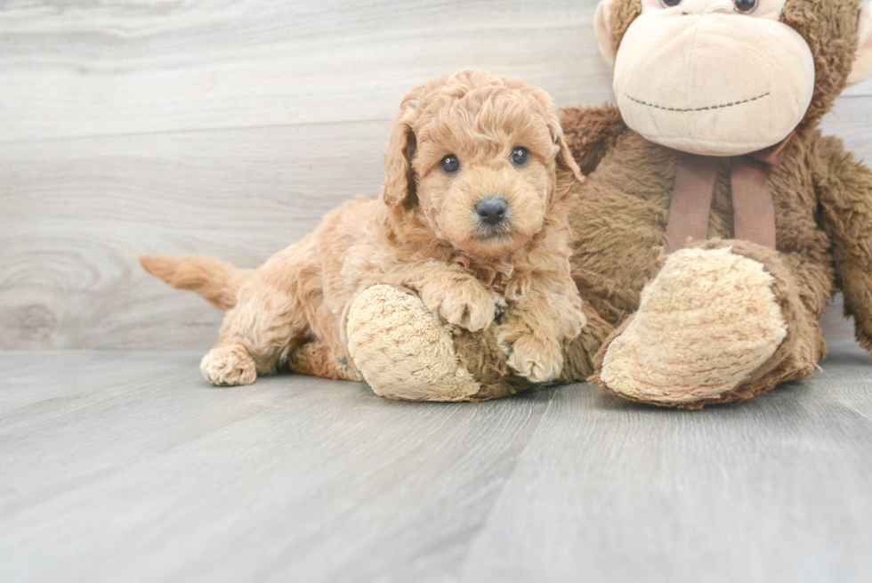 Hypoallergenic Golden Retriever Poodle Mix Puppy