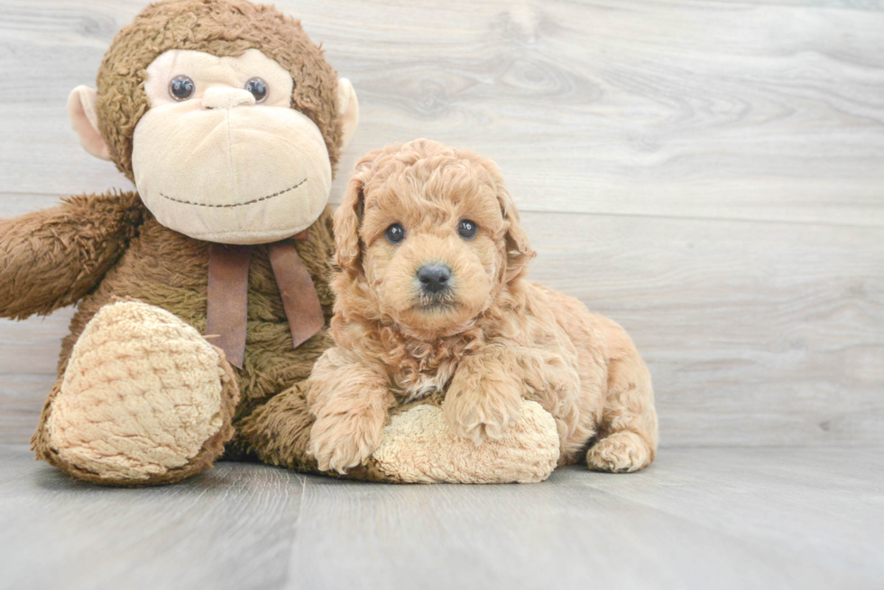 Mini Goldendoodle Puppy for Adoption