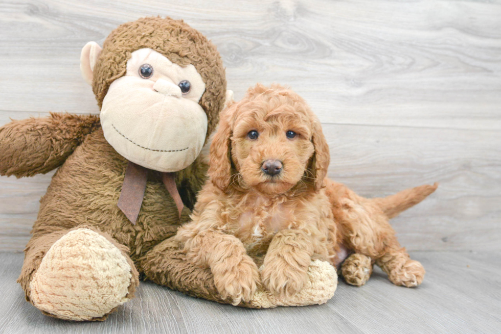 Sweet Mini Goldendoodle Baby