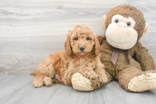 Funny Mini Goldendoodle Poodle Mix Pup