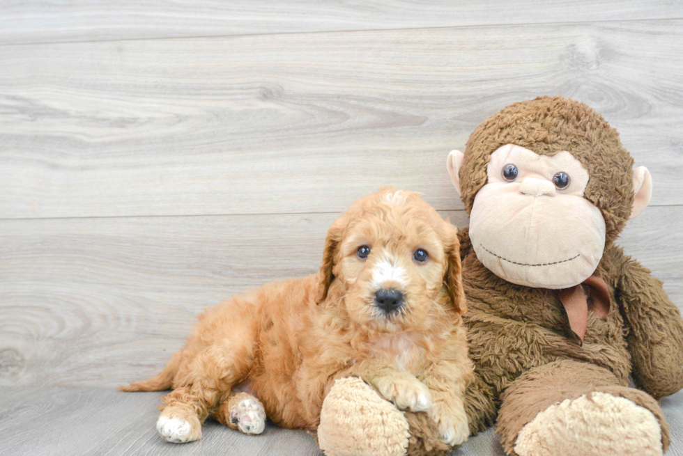 Fluffy Mini Goldendoodle Poodle Mix Pup