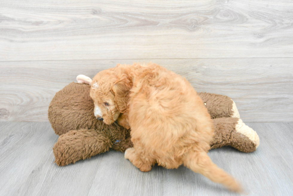 Cute Mini Goldendoodle Baby