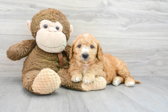 Best Mini Goldendoodle Baby