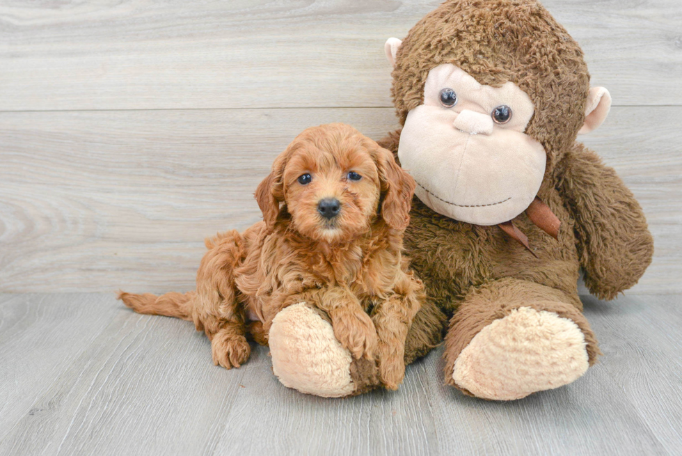 Happy Mini Goldendoodle Baby