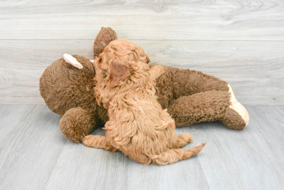 Energetic Golden Retriever Poodle Mix Puppy