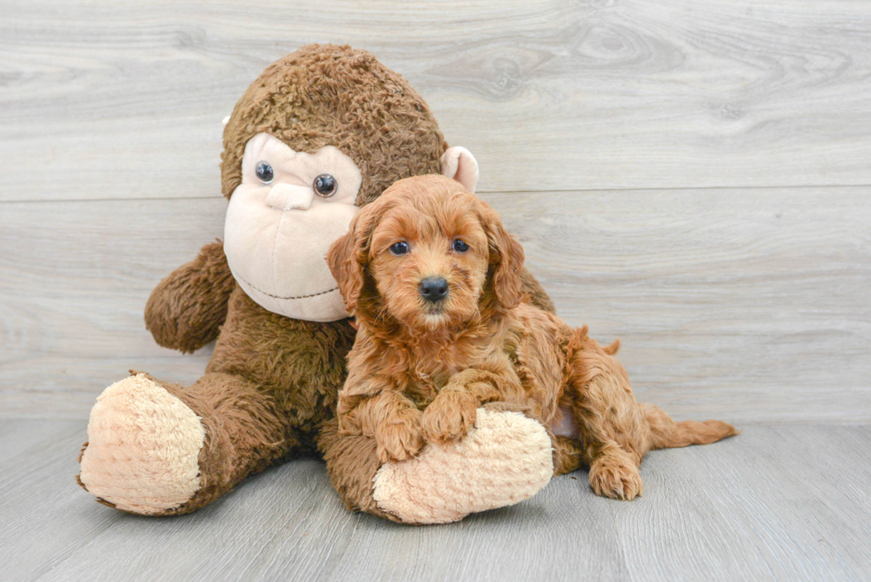 Playful Golden Retriever Poodle Mix Puppy